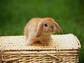 Image result for Baby Bunnies Outside