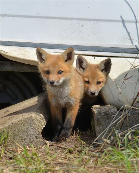 Close Up of Two Baby Red Fox Cubs Stock Photo - Image of carnivore ...