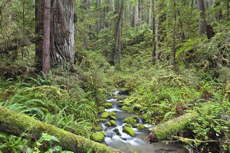 Headwaters Forest Reserve 2023, #7 top things to do in eureka ...