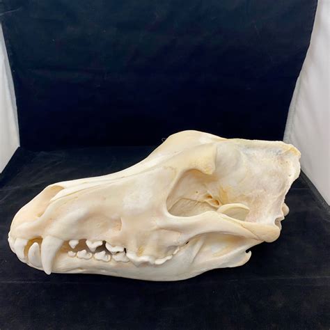 Wolf Skull For Sale Skull Hammerhead Batskin DeMuseumwinkel.com