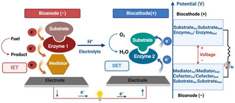 Recent Advances in Enzymatic Biofuel Cells to Power Up Wearable and ...