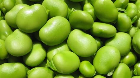 蚕豆的功效与作用及禁忌_蚕豆的营养价值及功效-美食百科-经验本