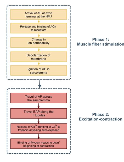 Image result for Muscle Fiber Contraction Experiment