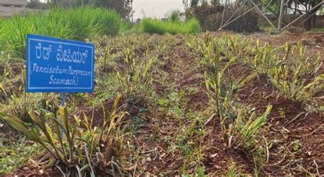 Welcome to Karnataka Veterinary, Animal and Fisheries University