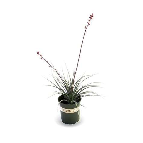 Monrovia Red Straight Up Red Texas Yucca Feature Shrub in 1.73-Gallon ...