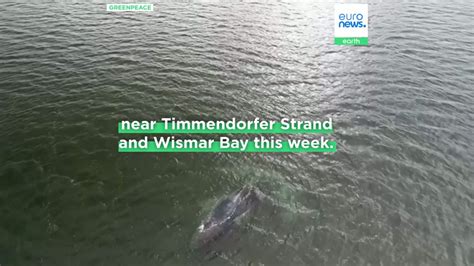 Experts fear stranded Baltic Sea whale may not reach the Atlantic