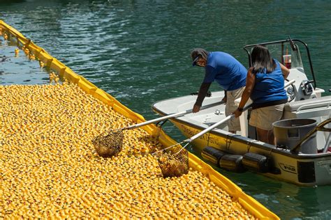 Ducky Derby races 70,000 rubber ducks in the Chicago River, raises ...