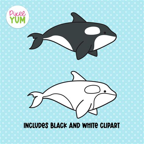 Orca Clipart - Cute Killer Whale Clip Art - Commercial Use OK | Made By ...