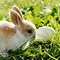 Image result for Small Easter Bunny Pics