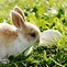 Image result for Easter Bunny with Cute Eyes