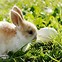 Image result for Cute Baby Bunny Happy Easter