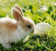 Image result for baby bunny rabbits care