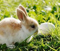 Image result for Free Printable Watercolor Spring Bunnies Clip Art