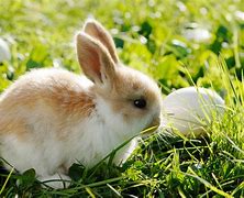 Image result for Too Cute Baby Bunnies for Easter