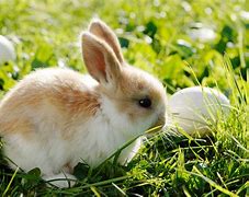 Image result for Cute Pastel Bunny