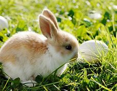 Image result for Baby Bunny for Sale Black and White
