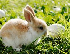 Image result for Spring Bunny Images