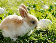 Image result for Baby Bunnies in Spring Time