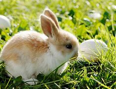 Image result for 2 Easter Bunnies