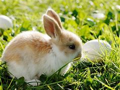 Image result for Baby Bunnies