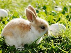 Image result for Cute Fluffy Baby Bunnies