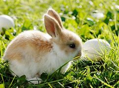 Image result for Spring Bunnies Stickers