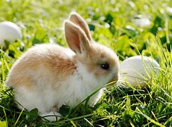 Image result for Show Me the Real Easter Bunny