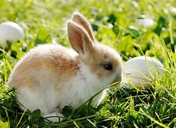 Image result for Real Pink BUNNIES