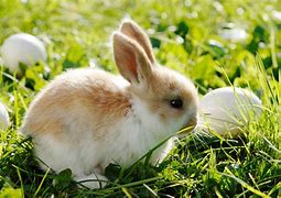 Image result for Baby Rabbits Animal