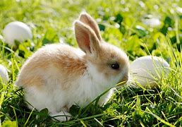 Image result for Pictures of 5 Bunnies