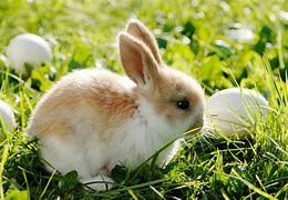 Image result for Cute Rabbit Year Girl Cartoon
