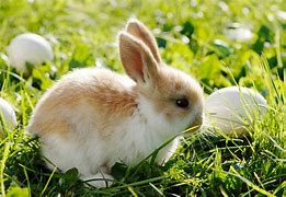 Image result for Sleeping Bunny Faces