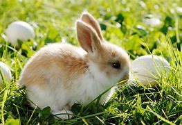 Image result for Spain Cute Bunnies with Flowers