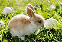 Image result for Super Cute Bunny Aesthetic