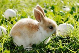 Image result for Cute Easter Bunny and Chick