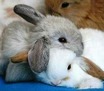 Image result for Cute Bunny Hug