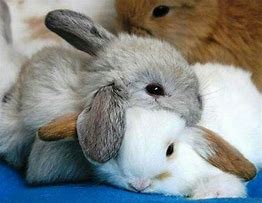 Image result for bunnies hugging humans