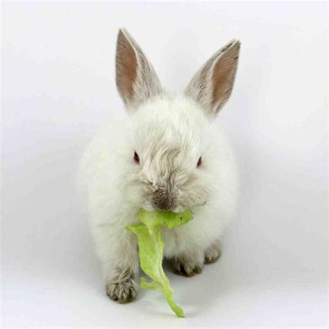 Pet Rabbit Eat Celery at Faith Sager blog