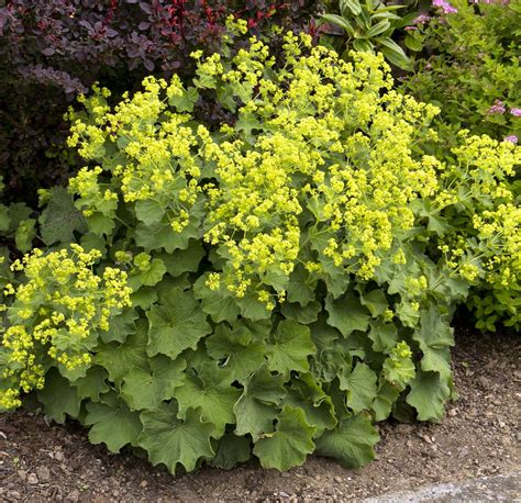 Thriller Ladys Mantle Perennial - Alchemilla - Live Plant - Quart Pot ...