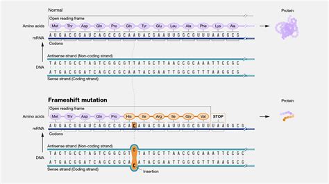 Frameshift Deletion Frameshift Gene Mutation Worksheets | Nucleotide