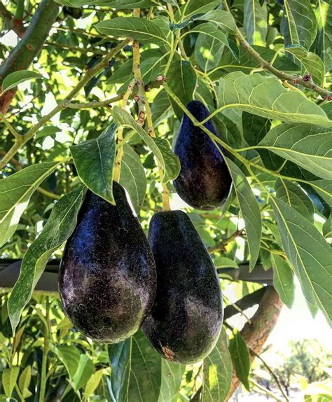 Mexicola Avocado Grow Guide - Tropical Tree Guide