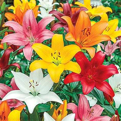 URBAN GARDENS® Asiatic Lily Flower /Lilium Bulbs (Pack Of Five ...