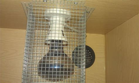 Image result for Royal Python Setup