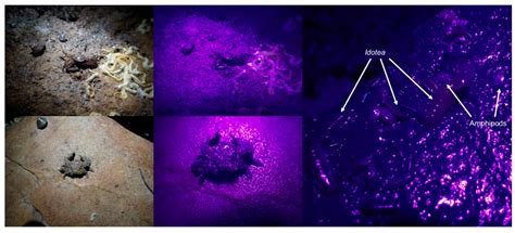 Variation in Fluorescence in some Northeast Atlantic Crustacea[v1 ...