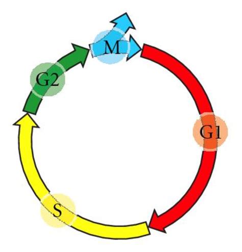 Graph Function Cycle 的图像结果