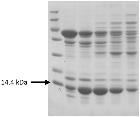 Performance of Recombinant Komagataella phaffii in Plant-Based Meat ...