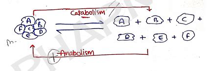 Human Anatomy And Physiology 1 Unit 1 Notes - 1st Semester B Pharmacy ...