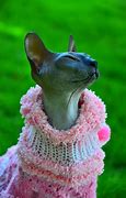 Image result for Teacup Hairless Cat