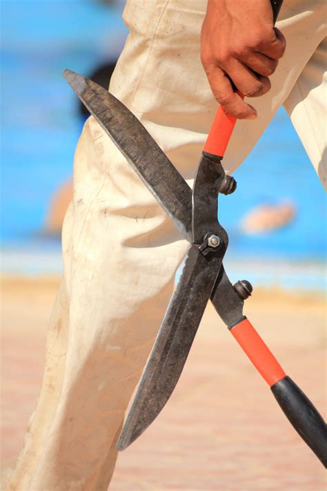 shears 的图像结果