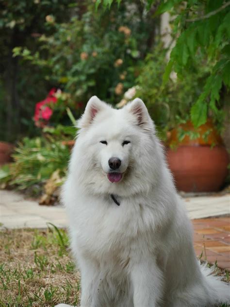 Siberian Husky vs Samoyed: A Complete Breed Comparison